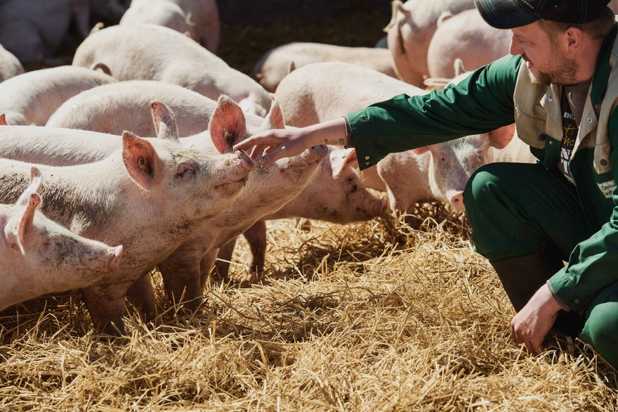 Schweine auf Stroh Artgerecht zum besten Tierwohl
