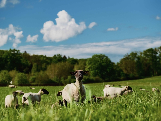 Schafe auf der Wiese