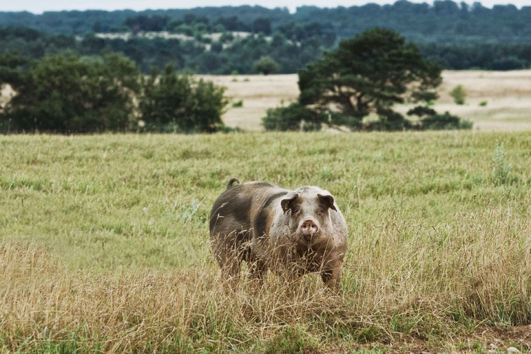 Havelländer Bio-Apfelschwein auf dem Feld