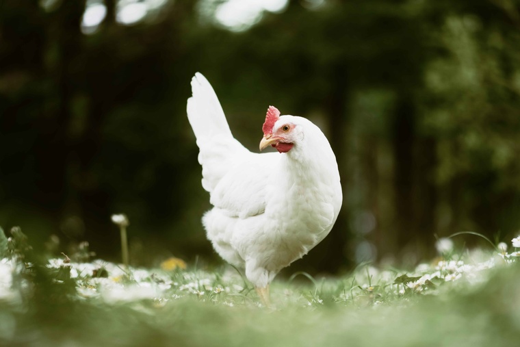 Bio-Hühner im Alltag