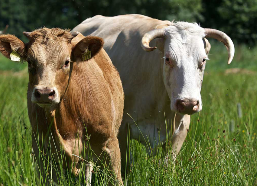 Rinder auf Wiese, Regional und Artgerecht